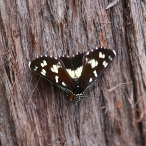 Cruria donowani at Bungonia, NSW - 19 Feb 2022 03:20 PM