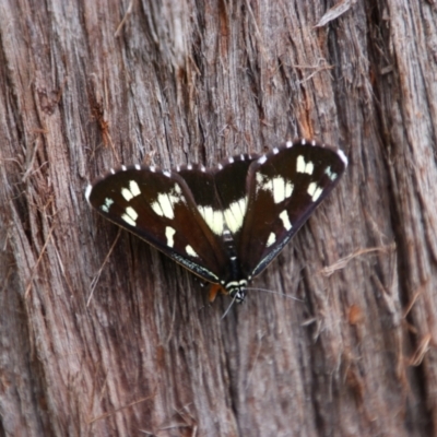 Cruria donowani (Crow or Donovan's Day Moth) at Bungonia National Park - 19 Feb 2022 by MB