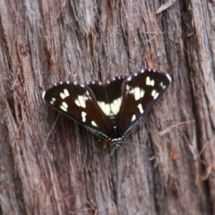 Cruria donowani (Crow or Donovan's Day Moth) at Bungonia, NSW - 19 Feb 2022 by MB