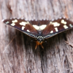 Cruria donowani at Bungonia, NSW - 19 Feb 2022 03:20 PM