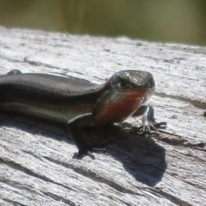 Pseudemoia entrecasteauxii at Cotter River, ACT - 16 Feb 2022 10:25 AM