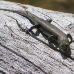 Pseudemoia entrecasteauxii at Cotter River, ACT - 16 Feb 2022 10:25 AM