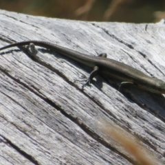 Pseudemoia entrecasteauxii at Cotter River, ACT - 16 Feb 2022 10:25 AM