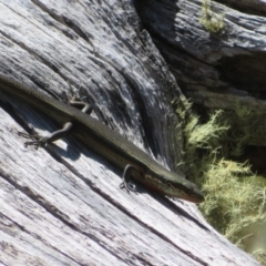 Pseudemoia entrecasteauxii at Cotter River, ACT - 16 Feb 2022 10:25 AM