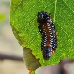 Paropsis variolosa (Variolosa leaf beetle) at O'Malley, ACT - 20 Feb 2022 by Mike