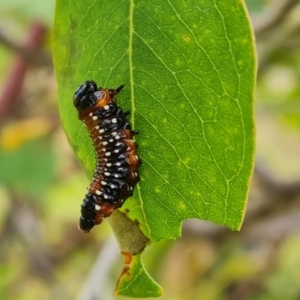 Paropsis variolosa at Mount Mugga Mugga - 20 Feb 2022