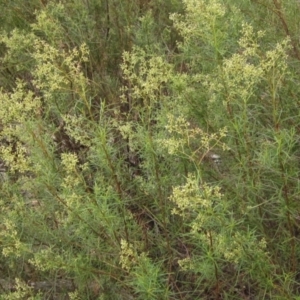 Cassinia quinquefaria at Hawker, ACT - 28 Jan 2022 10:02 AM