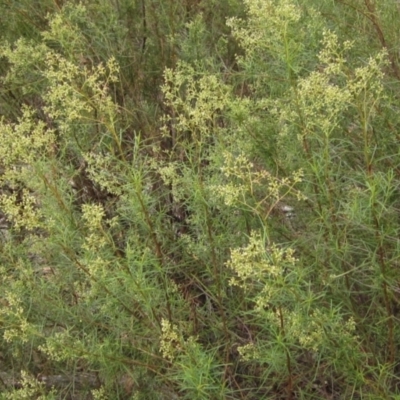 Cassinia quinquefaria (Rosemary Cassinia) at Hawker, ACT - 27 Jan 2022 by pinnaCLE