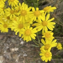 Senecio pinnatifolius var. alpinus at Cotter River, ACT - 20 Feb 2022 by JVR