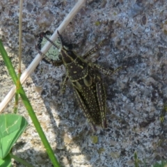 Monistria concinna (Southern Pyrgomorph) at Cotter River, ACT - 16 Feb 2022 by Christine