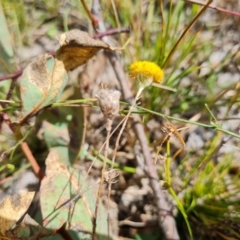 Leptorhynchos squamatus subsp. squamatus at O'Malley, ACT - 20 Feb 2022