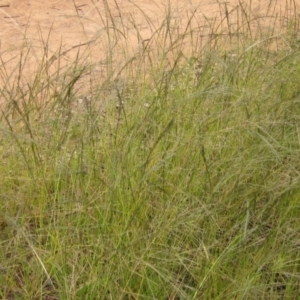 Eragrostis parviflora at Hawker, ACT - 28 Jan 2022 10:10 AM