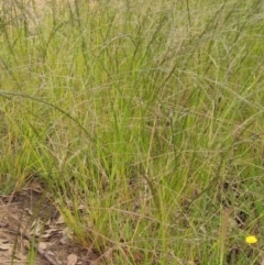 Eragrostis parviflora at Hawker, ACT - 28 Jan 2022 10:10 AM