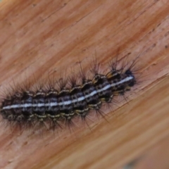 Spilosoma (genus) (Tiger moth caterpillar) at Cotter River, ACT - 16 Feb 2022 by Christine