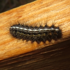 Ardices (genus) at Cotter River, ACT - 16 Feb 2022 01:17 PM