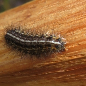 Ardices (genus) at Cotter River, ACT - 16 Feb 2022 01:17 PM