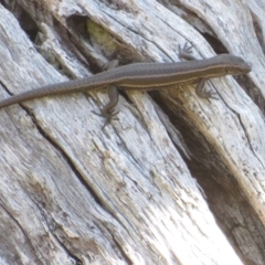 Pseudemoia spenceri (Spencer's Skink) at Namadgi National Park - 16 Feb 2022 by Christine