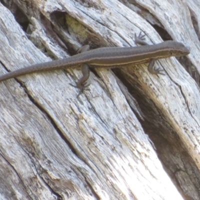 Pseudemoia spenceri (Spencer's Skink) at Cotter River, ACT - 16 Feb 2022 by Christine
