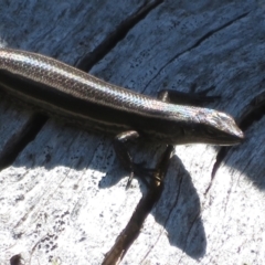 Pseudemoia spenceri at Cotter River, ACT - 16 Feb 2022