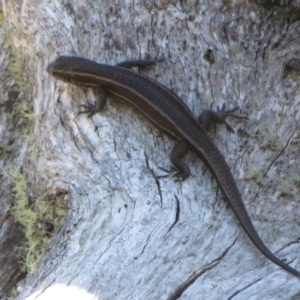 Pseudemoia spenceri at Cotter River, ACT - 16 Feb 2022