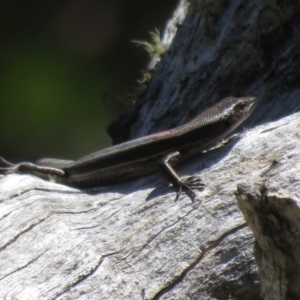 Pseudemoia spenceri at Cotter River, ACT - 16 Feb 2022