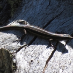 Pseudemoia spenceri at Cotter River, ACT - 16 Feb 2022