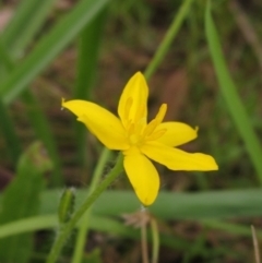 Hypoxis hygrometrica var. villosisepala (Golden Weather-grass) at The Pinnacle - 28 Jan 2022 by pinnaCLE