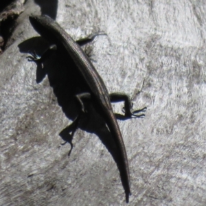 Pseudemoia spenceri at Cotter River, ACT - 16 Feb 2022