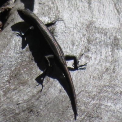 Pseudemoia spenceri (Spencer's Skink) at Cotter River, ACT - 16 Feb 2022 by Christine