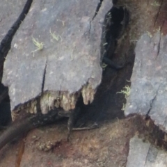 Pseudemoia spenceri at Cotter River, ACT - 16 Feb 2022