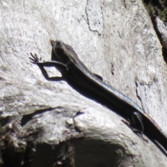 Pseudemoia spenceri at Cotter River, ACT - 16 Feb 2022