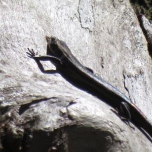 Pseudemoia spenceri at Cotter River, ACT - 16 Feb 2022