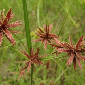 Cyperus lhotskyanus at Molonglo Valley, ACT - 28 Jan 2022