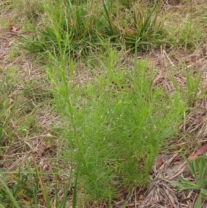 Schkuhria pinnata at Weetangera, ACT - 28 Jan 2022 11:30 AM