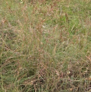 Sorghum leiocladum at Weetangera, ACT - 28 Jan 2022