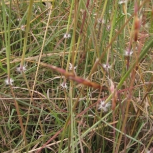 Sorghum leiocladum at Weetangera, ACT - 28 Jan 2022