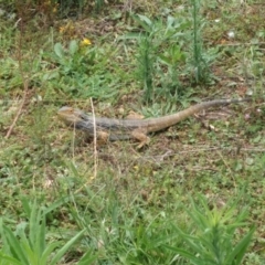 Pogona barbata (Eastern Bearded Dragon) at Mount Taylor - 11 Feb 2022 by BarrieR