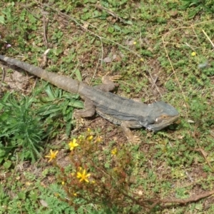 Pogona barbata at Pearce, ACT - 11 Feb 2022