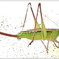 Conocephalus semivittatus (Meadow katydid) at Crooked Corner, NSW - 18 Feb 2022 by Milly