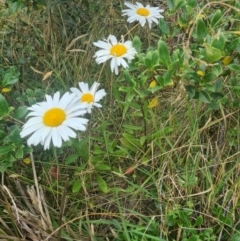 Leucanthemum x superbum (Shasta Daisy) at Brindabella, NSW - 20 Feb 2022 by LukeMcElhinney