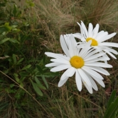 Leucanthemum x superbum at Brindabella, NSW - 20 Feb 2022 01:10 PM