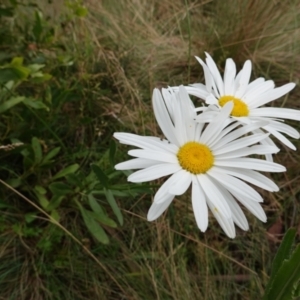 Leucanthemum x superbum at Brindabella, NSW - 20 Feb 2022 01:10 PM