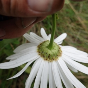 Leucanthemum x superbum at Brindabella, NSW - 20 Feb 2022 01:10 PM