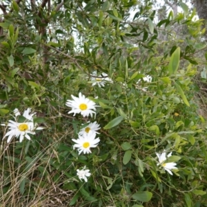 Leucanthemum x superbum at Brindabella, NSW - 20 Feb 2022 01:10 PM