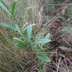 Leucanthemum x superbum at Brindabella, NSW - 20 Feb 2022 01:10 PM