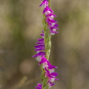 Spiranthes australis at Bendoura, NSW - 20 Feb 2022