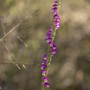 Spiranthes australis at Bendoura, NSW - suppressed