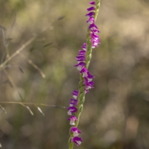 Spiranthes australis at Bendoura, NSW - 20 Feb 2022