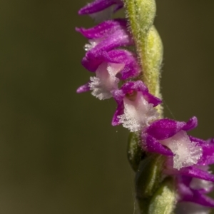 Spiranthes australis at Bendoura, NSW - suppressed