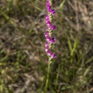 Spiranthes australis at Bendoura, NSW - suppressed